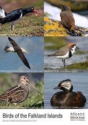 05 General: Falkland Islands Bird List